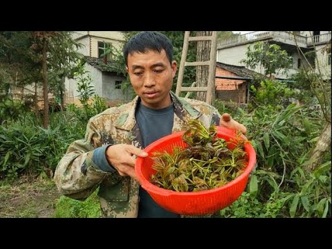 家裏的香椿樹都發芽了,大叔摘回來這樣吃真香,妳們吃過嗎